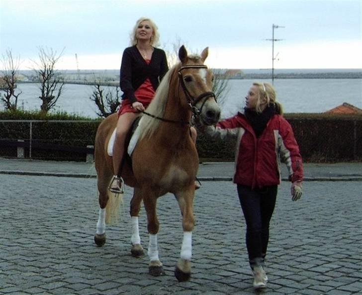 Haflinger Kløv's Paxi - paxi som galla hest. med sis :D  billede 12