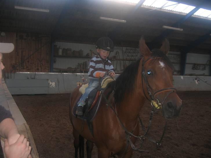 Arabisk fuldblod (OX) Ipaya solgt - Ipaya og min søn ren rå hygge lucas har styr på det hele :) billede 12