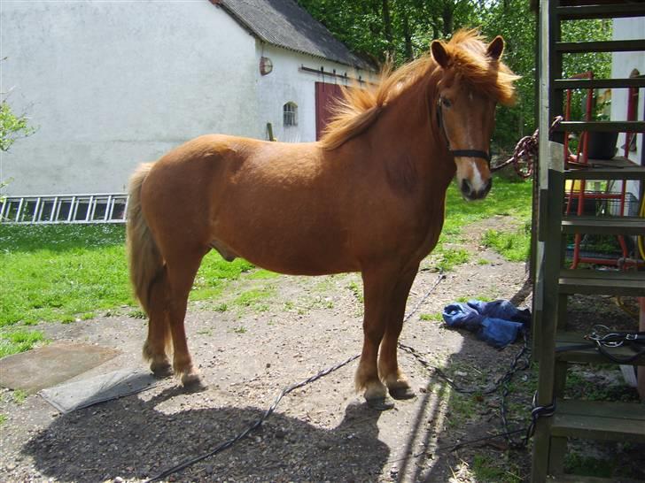 Islænder Neisti fra Essendrup død billede 13