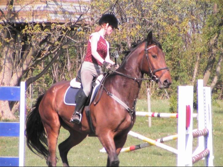 Holstener Lexington billede 14