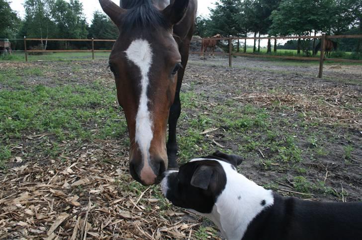 Dansk Varmblod Louciano SOLGT - Hej lille ven ;) billede 17