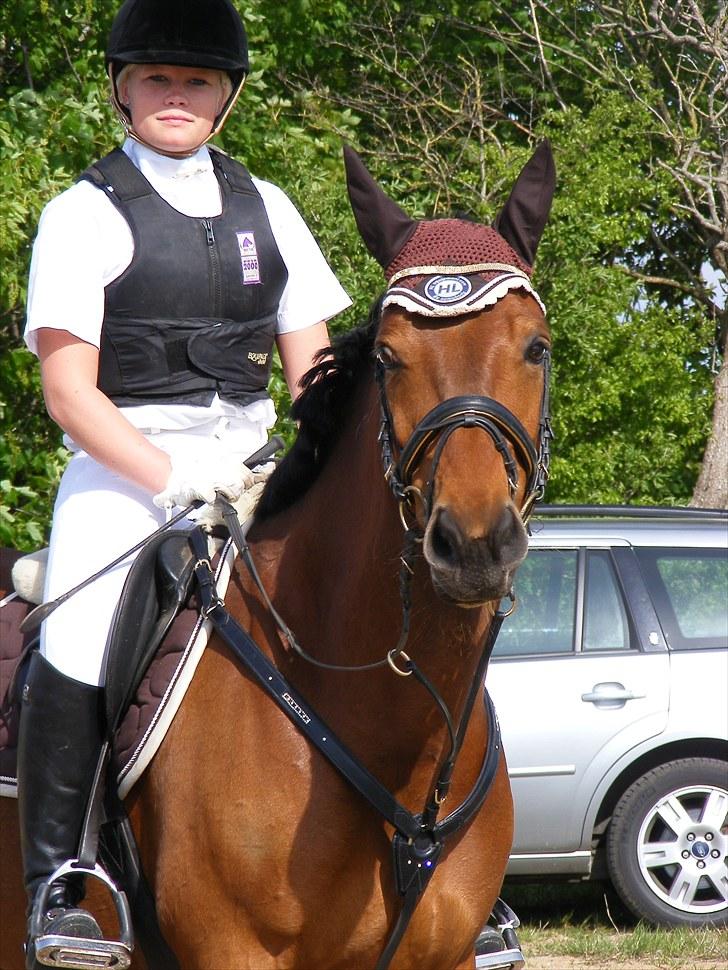 New Forest Tippy  - stævne billede 5