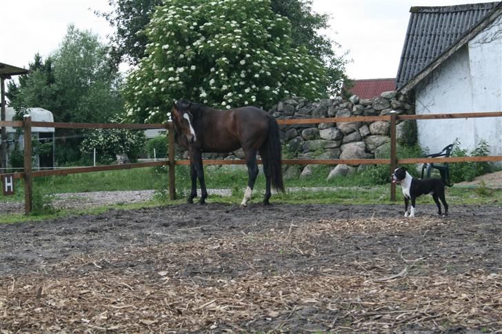 Dansk Varmblod Louciano SOLGT - Skal lige huske og holde øje med hvor Tyson er . billede 18