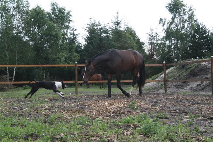 Dansk Varmblod Louciano SOLGT - De leger lige lidt igen . billede 19