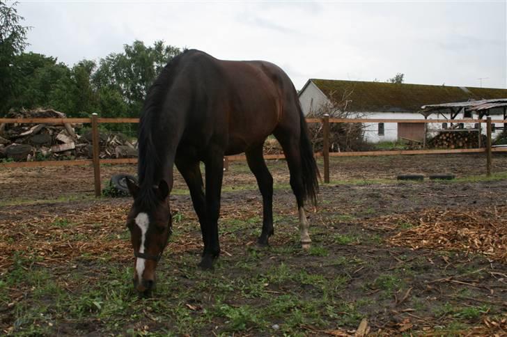 Dansk Varmblod Louciano SOLGT - Tæt på ? billede 20