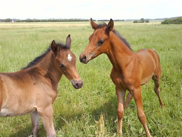 Arabisk fuldblod (OX) Fanillah billede 12