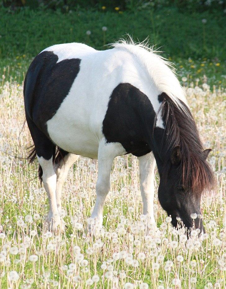 Shetlænder | Kærholms Joline  - Joline eller bare JO JO som vi kalder hende <3 2010 billede 1