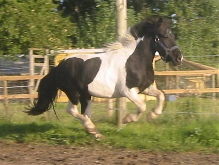 Shetlænder | Kærholms Joline  - Galop det går op af bakke må man sige :) NYT! billede 17