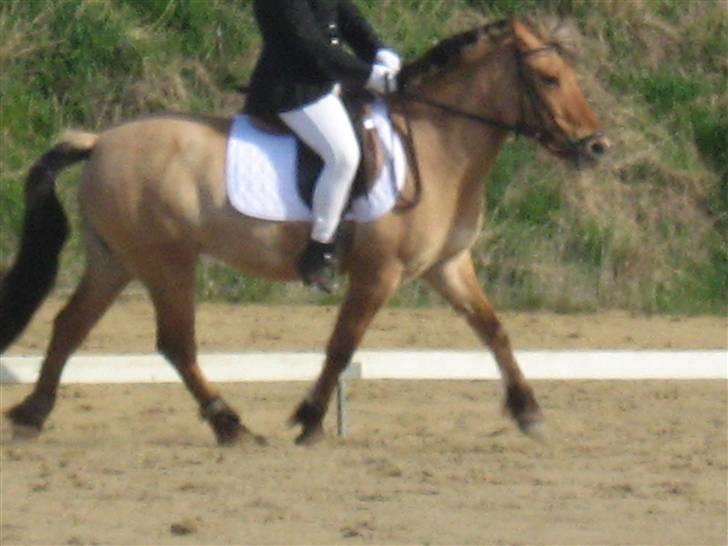 Anden særlig race cheri*solgt - 3: evt. dressurpony?:) 5 år billede 3