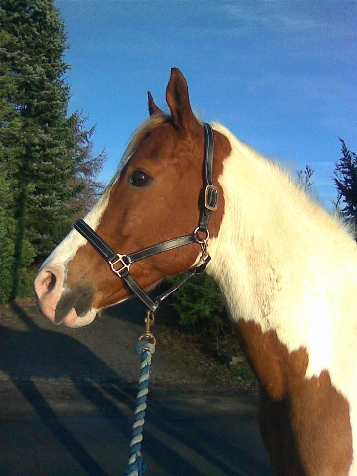 Pinto Next-time ( R.I.P) - Galop billede 9