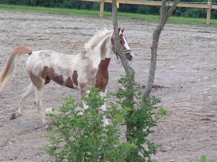 Pinto Next-time ( R.I.P) - traver hend til cobra min dejlige hest billede 11