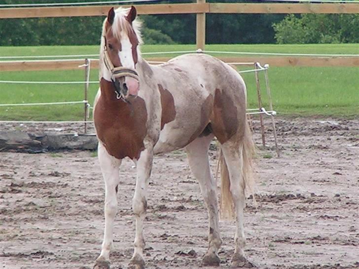 Pinto Next-time ( R.I.P) - se hvor fin jeg er <3 :):):):) billede 12