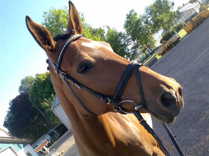 Dansk Varmblod Hedelykkes Lea-SOLGT-RIP billede 16