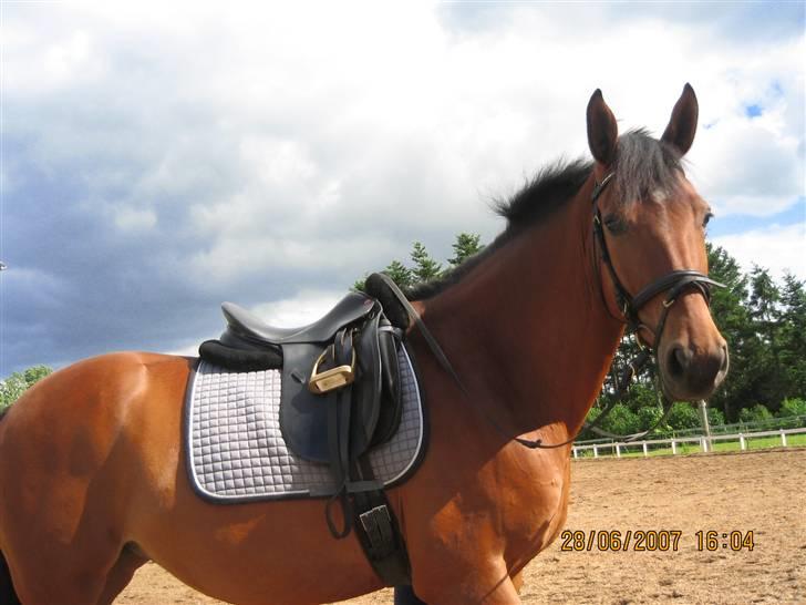 Dansk Varmblod Hedelykkes Lea-SOLGT-RIP billede 17