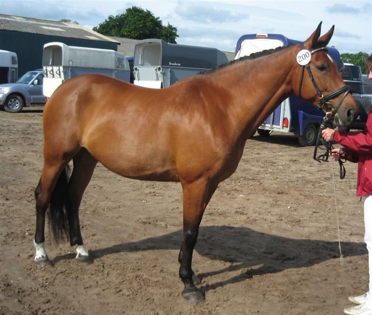 Dansk Varmblod Hedelykkes Lea-SOLGT-RIP - Min dejlige mule til kåring i Anderup 01.07.07 billede 18
