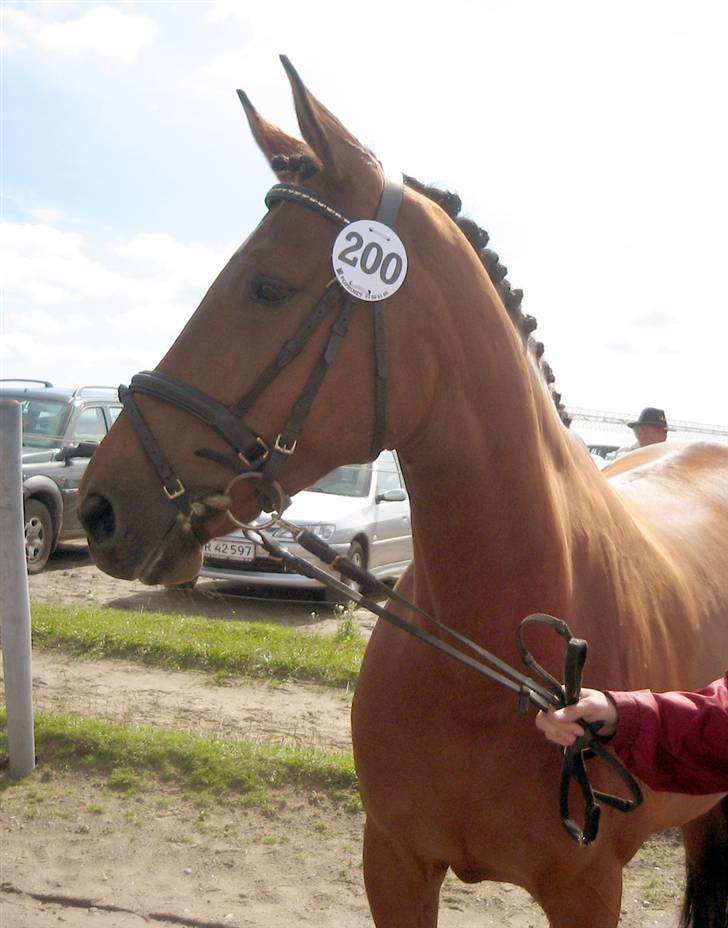 Dansk Varmblod Hedelykkes Lea-SOLGT-RIP - Min dejlige mule til kåring i Anderup 01.07.07 billede 19
