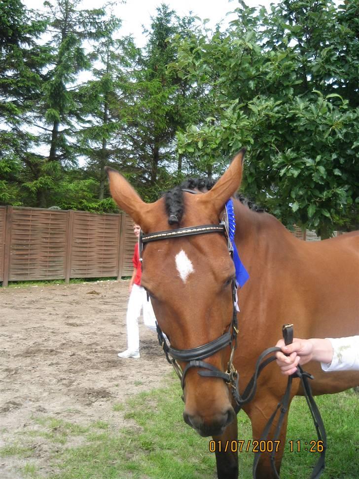 Dansk Varmblod Hedelykkes Lea-SOLGT-RIP - Min dejlige mule til kåring i Anderup 01.07.07 - er træt og vil bare hjem  billede 20