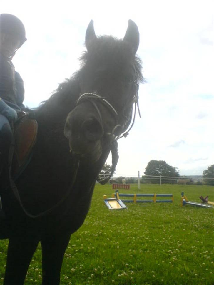 Anden særlig race Bobo SOLGT billede 6