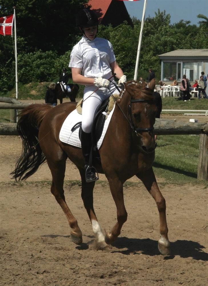 DSP Tovdal´s Balooca  - foto: min far billede 14