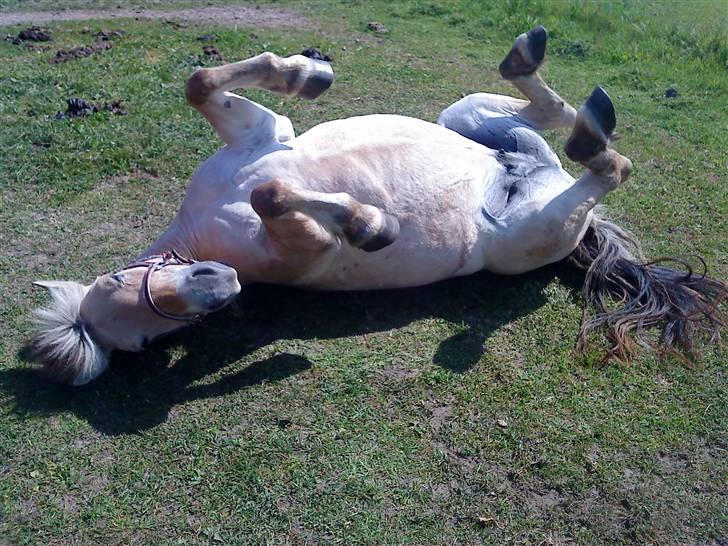 Fjordhest Miss Dixie - sommer 09 billede 3