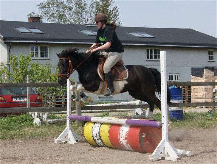 Pinto Blackie - Jagtponyen - 11 maj 2011 billede 11