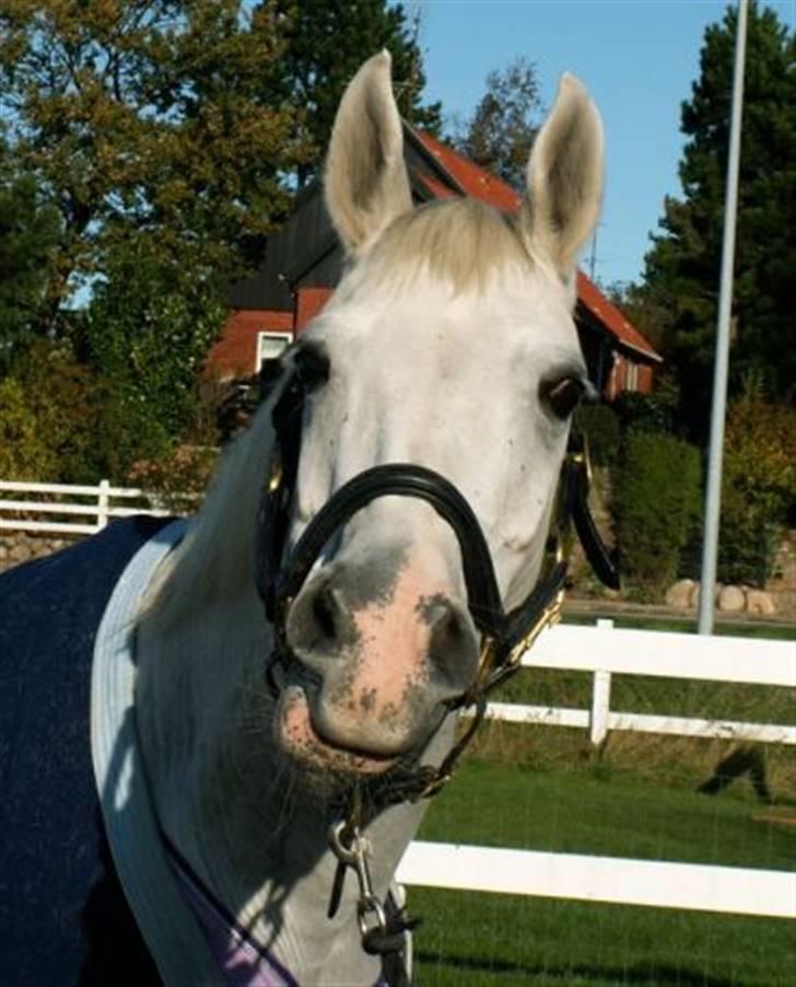 Shagya Araber (SH) Chela † - Hos dyrlæge. Foto: Cecilie Winberg billede 20