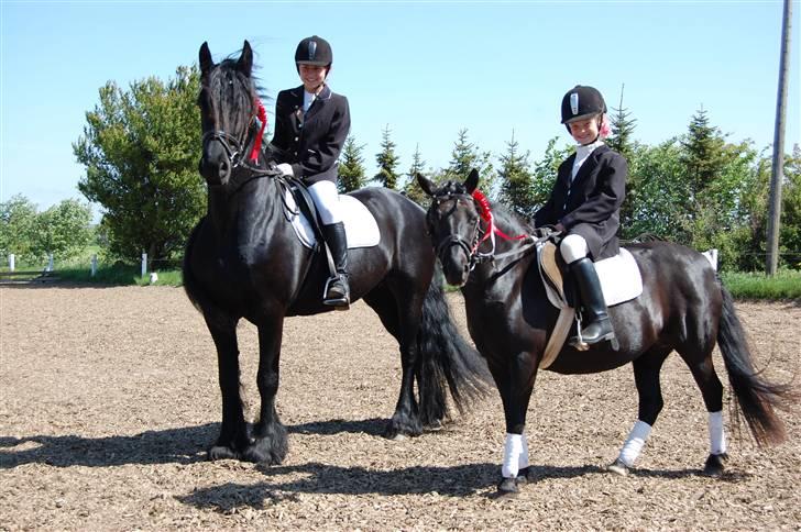 Frieser Alyda - Til stævne.. Begynder 1. De sorte vandt. Både i pony og i hest (: billede 2