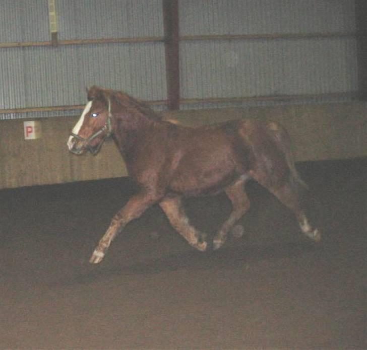 Anden særlig race Rosenkildes Cicero - Vinteren 06/07 billede 16