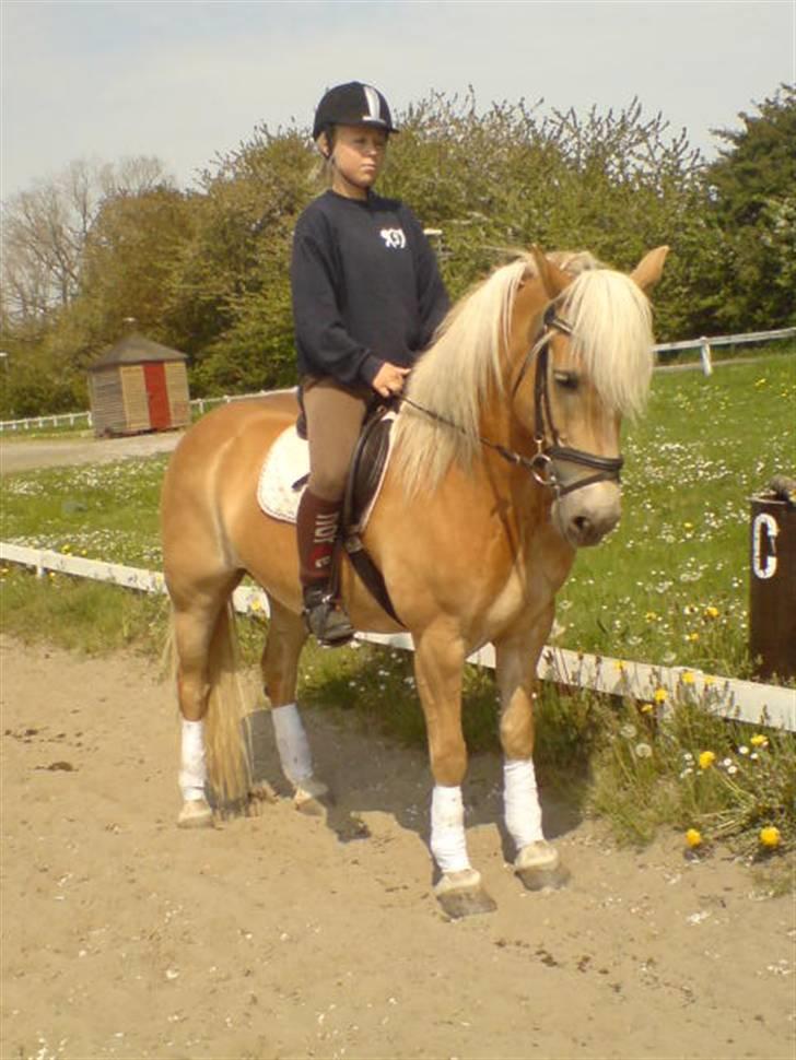 Haflinger Kløv's Paxi - paxi. (:  billede 13