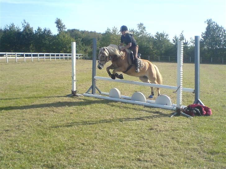 Haflinger Kløv's Paxi - hyp lille lotte :D  billede 17