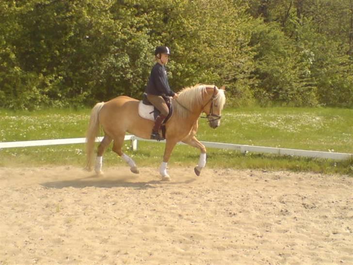 Haflinger Kløv's Paxi - dressur. billede 19