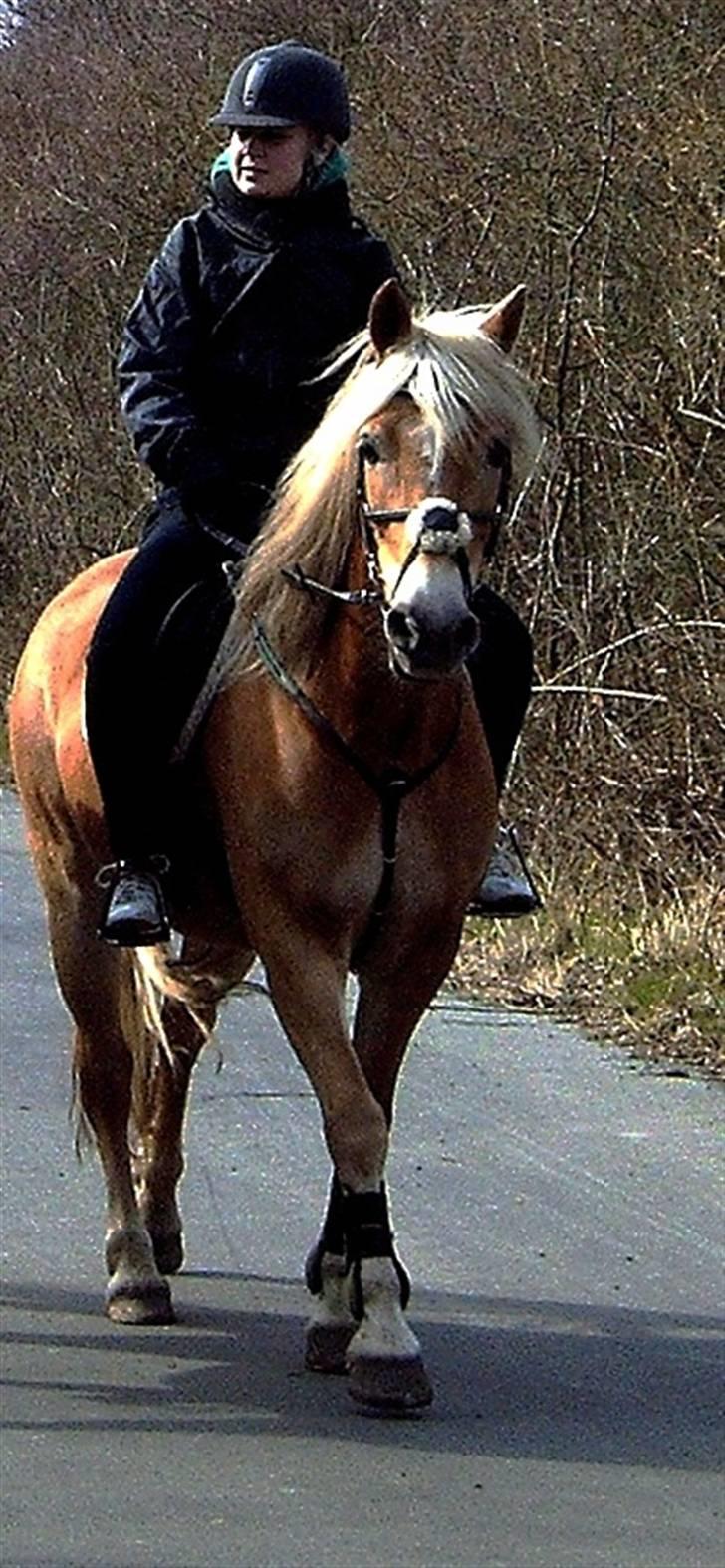 Haflinger Kløv's Paxi - søster på paxi (: billede 20