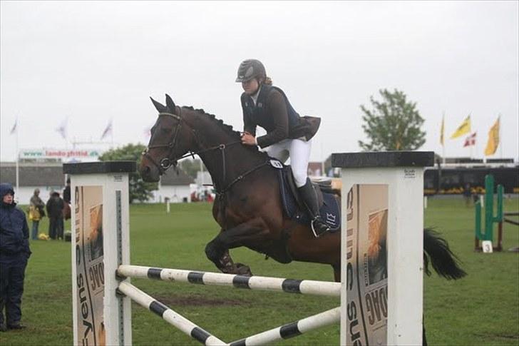 Dansk Varmblod Højbo´s Chana - 18) Chana på dyrskue 2010 - springning billede 18