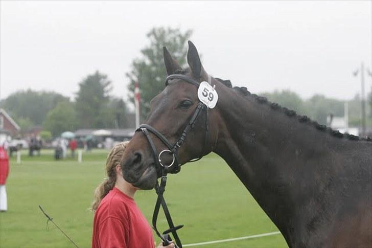 Dansk Varmblod Højbo´s Chana - 19) Chana på dyrskuet 2010 billede 19