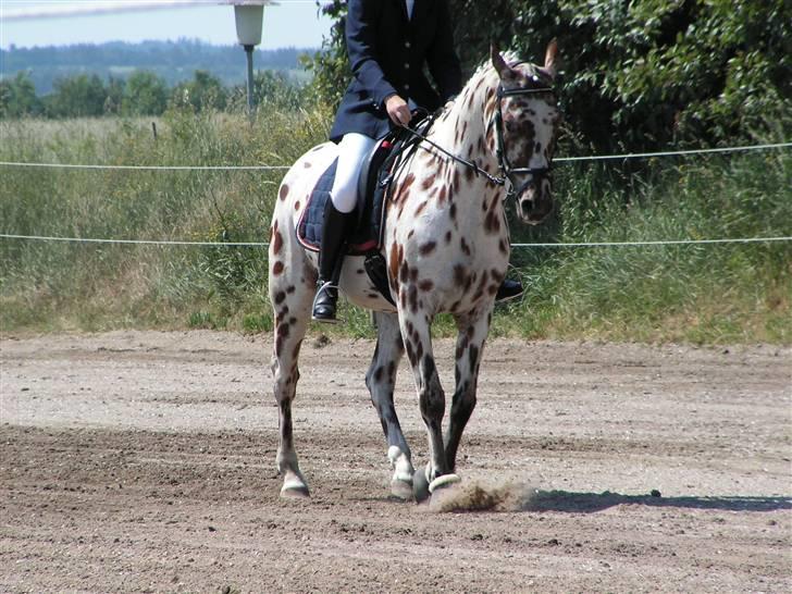 Appaloosa Santuti R.I.P - Vandt 1 pladsen til Lc2 billede 17