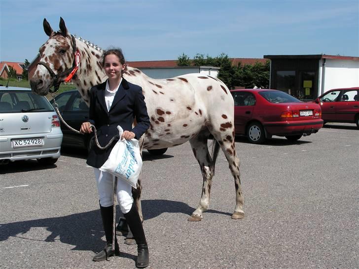 Appaloosa Santuti billede 18