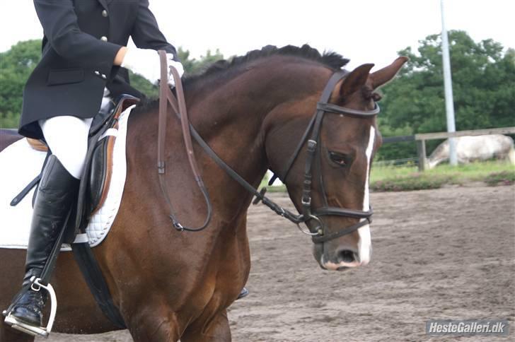 DSP Red Lady -  tidl. pony R.I.P :'( -  Elsker diig min skat<33 billede 13