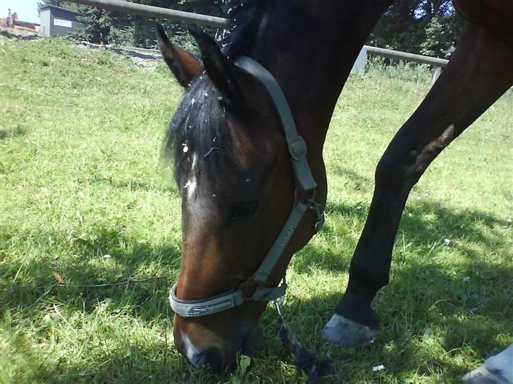 Anden særlig race Sally (solgt) - Sally spiser lige noget græs<33 billede 14