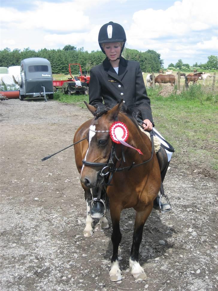 Welsh Mountain (sec A) Rosengårdens Bowie[Tidl.hest] - Præmiepony billede 2