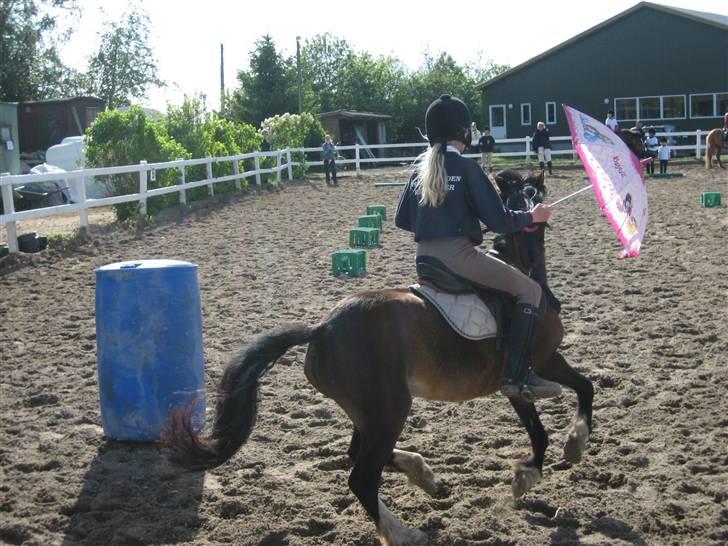 Welsh Mountain (sec A) Rosengårdens Bowie[Tidl.hest] - Og ponylege igen billede 6