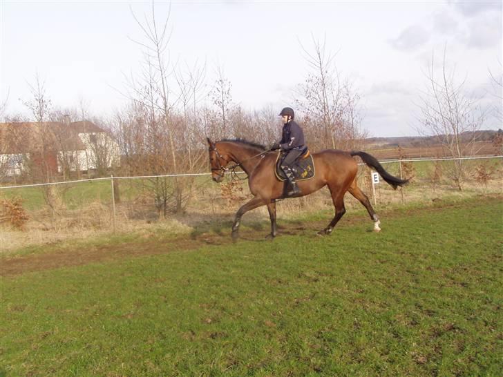 Dansk Varmblod Etik Z - her ser i et billede af mig og etik hvor vi træner billede 1