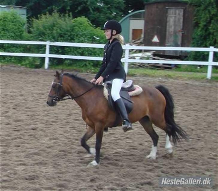 Welsh Mountain (sec A) Rosengårdens Bowie[Tidl.hest] - Opvarmning til LC billede 10