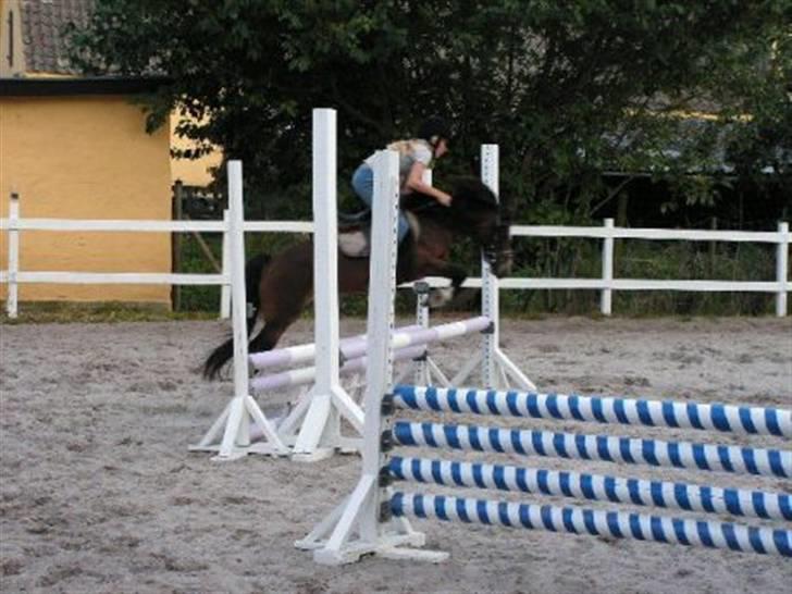Welsh Mountain (sec A) Rosengårdens Bowie[Tidl.hest] - 70-80 cm billede 13