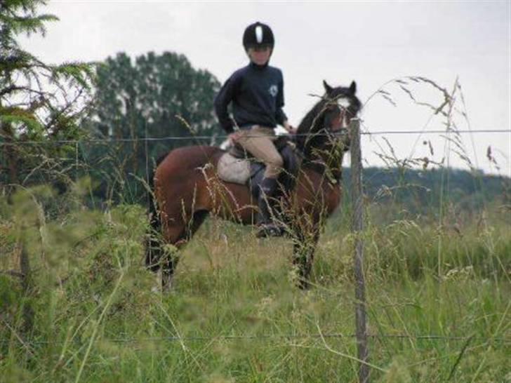 Welsh Mountain (sec A) Rosengårdens Bowie[Tidl.hest] - Bowie og mig (: billede 16