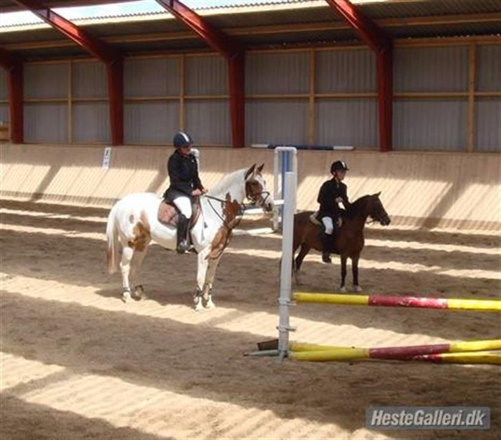 Welsh Mountain (sec A) Rosengårdens Bowie[Tidl.hest] - Præmieoverrækkelse LB - 1.plads billede 19
