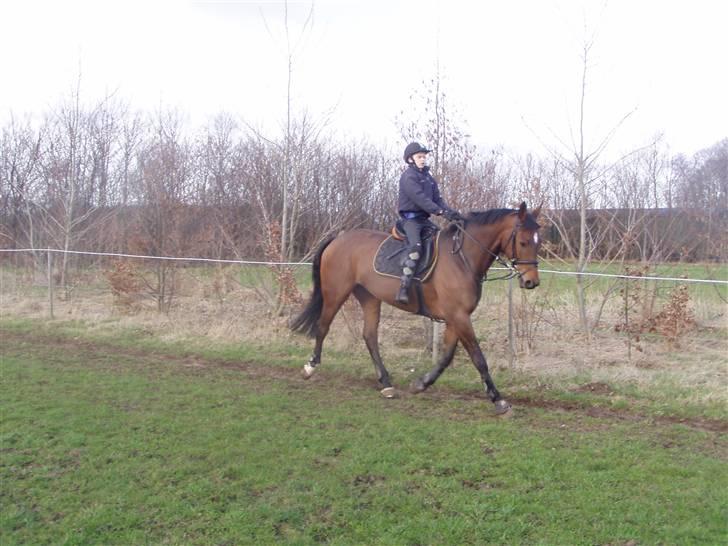 Dansk Varmblod Etik Z - er hun ikke bare dejlig billede 2