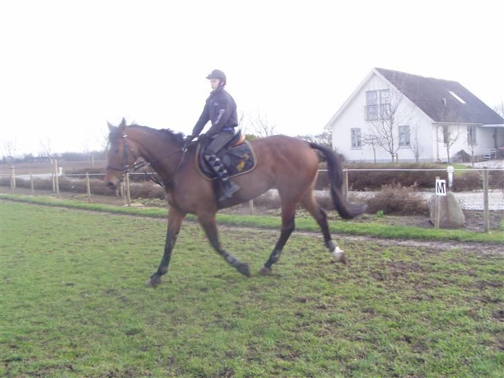 Dansk Varmblod Etik Z - jeg blev nr 2 på hende til region øst cup i 2006 billede 3