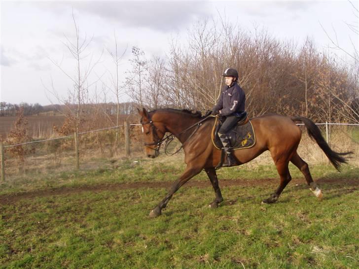 Dansk Varmblod Etik Z - her ses hun i sin dejlige galop billede 4