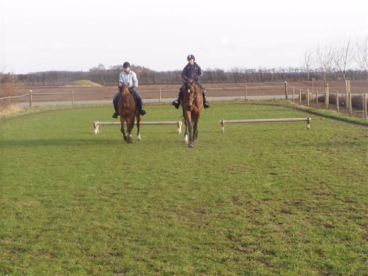 Dansk Varmblod Etik Z - mig og min søster billede 5