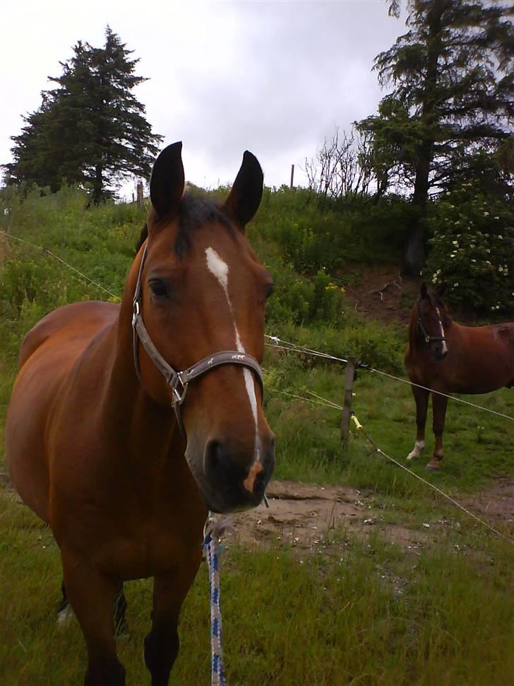 Dansk Varmblod Hannibald RIP - på vej ned på folden billede 1